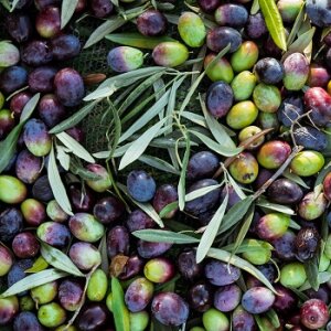 Olivenöl &amp; Balsamico