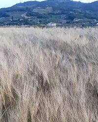 Weizenfeld auf Sizilien