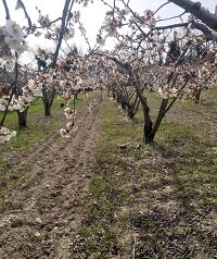Sizilianische Kirschbaumplantage