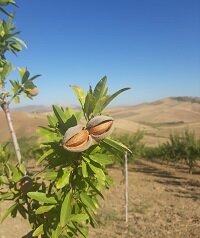 Zweig von einem Mandelbaum auf Sizilien