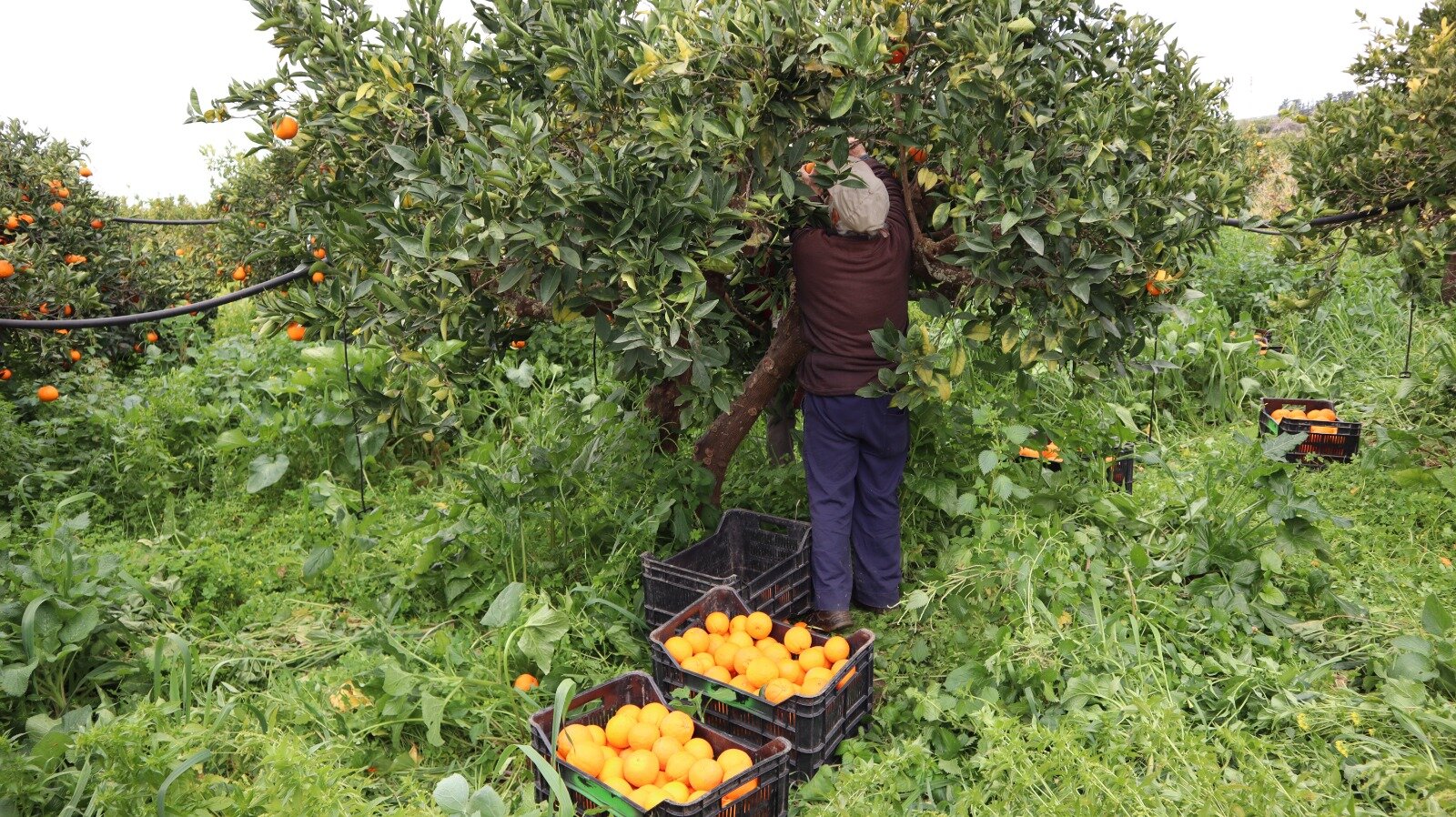 Giuseppe bei der Orangenernte