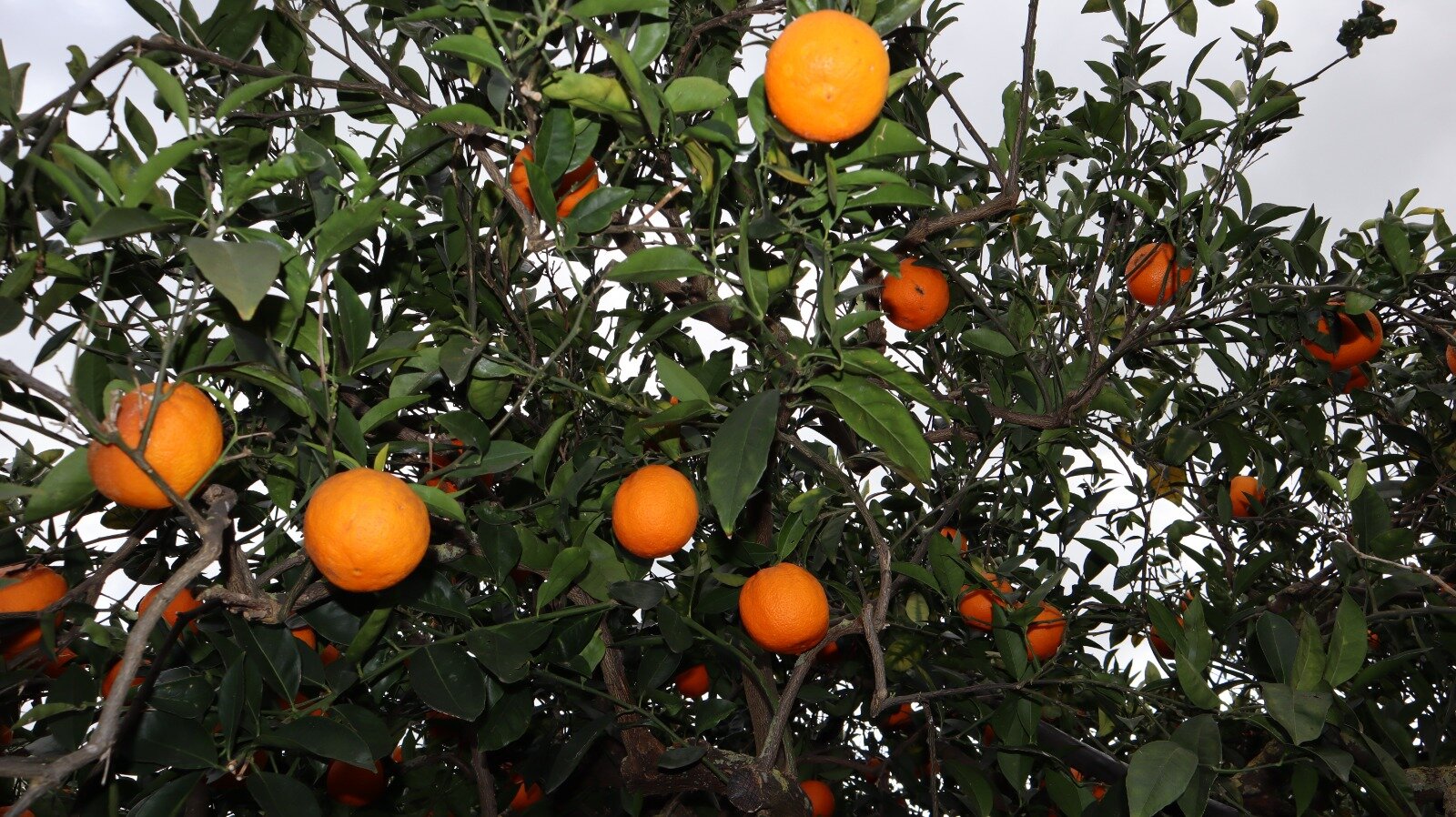 Orangen Baum von unten