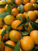 Kiste unbehandelte Clementinen von Natur aus kernarm