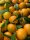 Kiste unbehandelte Clementinen von Natur aus kernarm