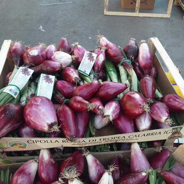 Cipolle rosse Siciliane tipo di Tropea - Sizilianische rote Zwiebel nach Art Tropea Zwiebel