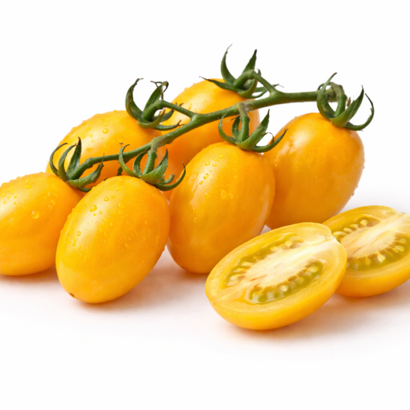 Gelbe Datterino Tomaten aus Sizilien – süß, aromatisch und frisch geerntet