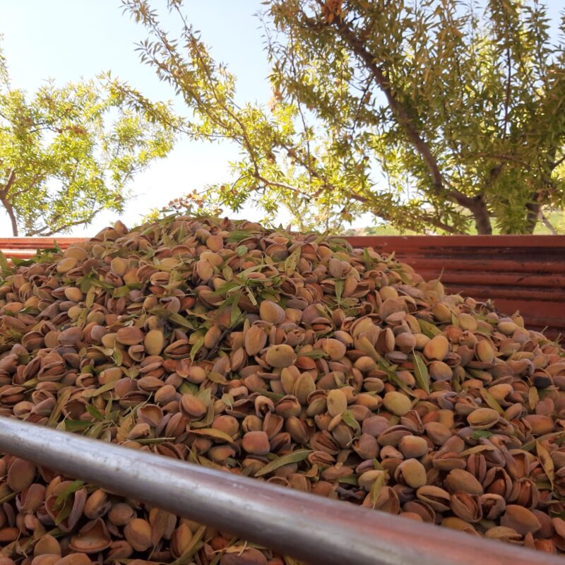 haufen-frisch-geerntete-mandeln-mit-blaettern-erntefahrzeug-sizilien