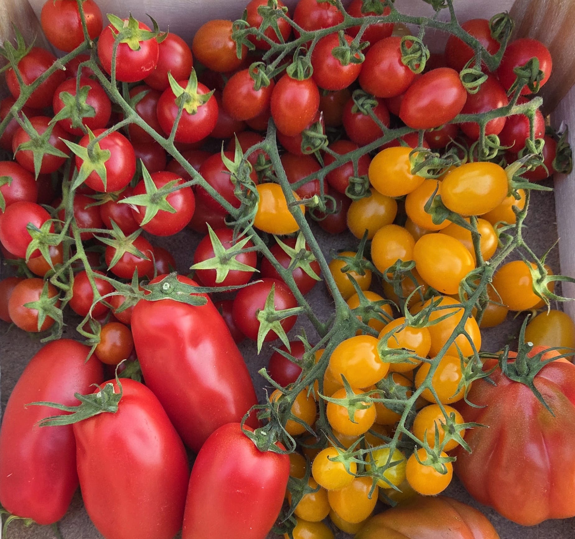 Bunte Tomaten-Mixkiste mit verschiedenen sizilianischen Sorten wie Kirschtomaten und gelben Tomaten.